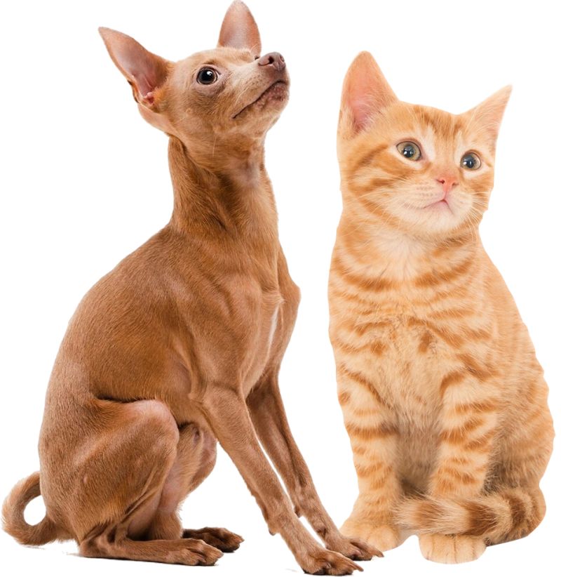 cat and dog