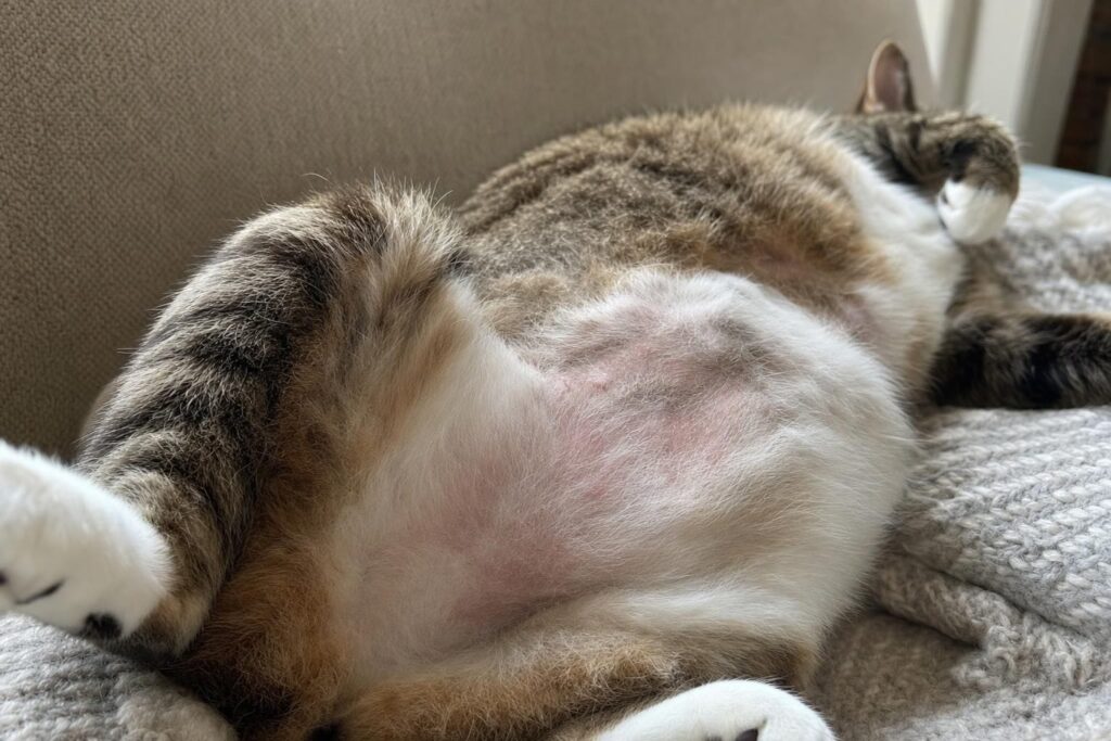Cat lying on a sofa showing thinned fur and mild redness on the belly from overgrooming