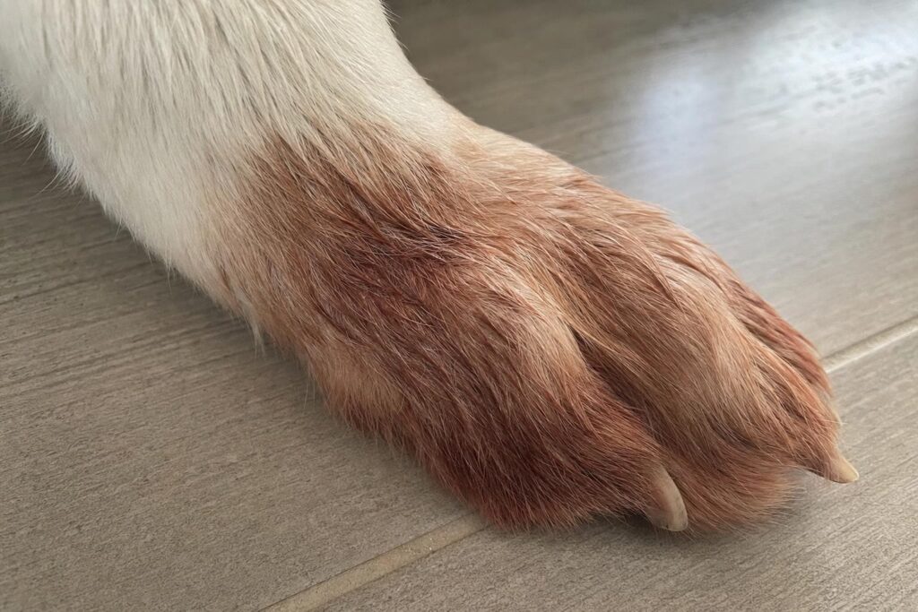 Close-up of a dog's paw showing rust-brown saliva staining from chronic licking, a sign of environmental allergy