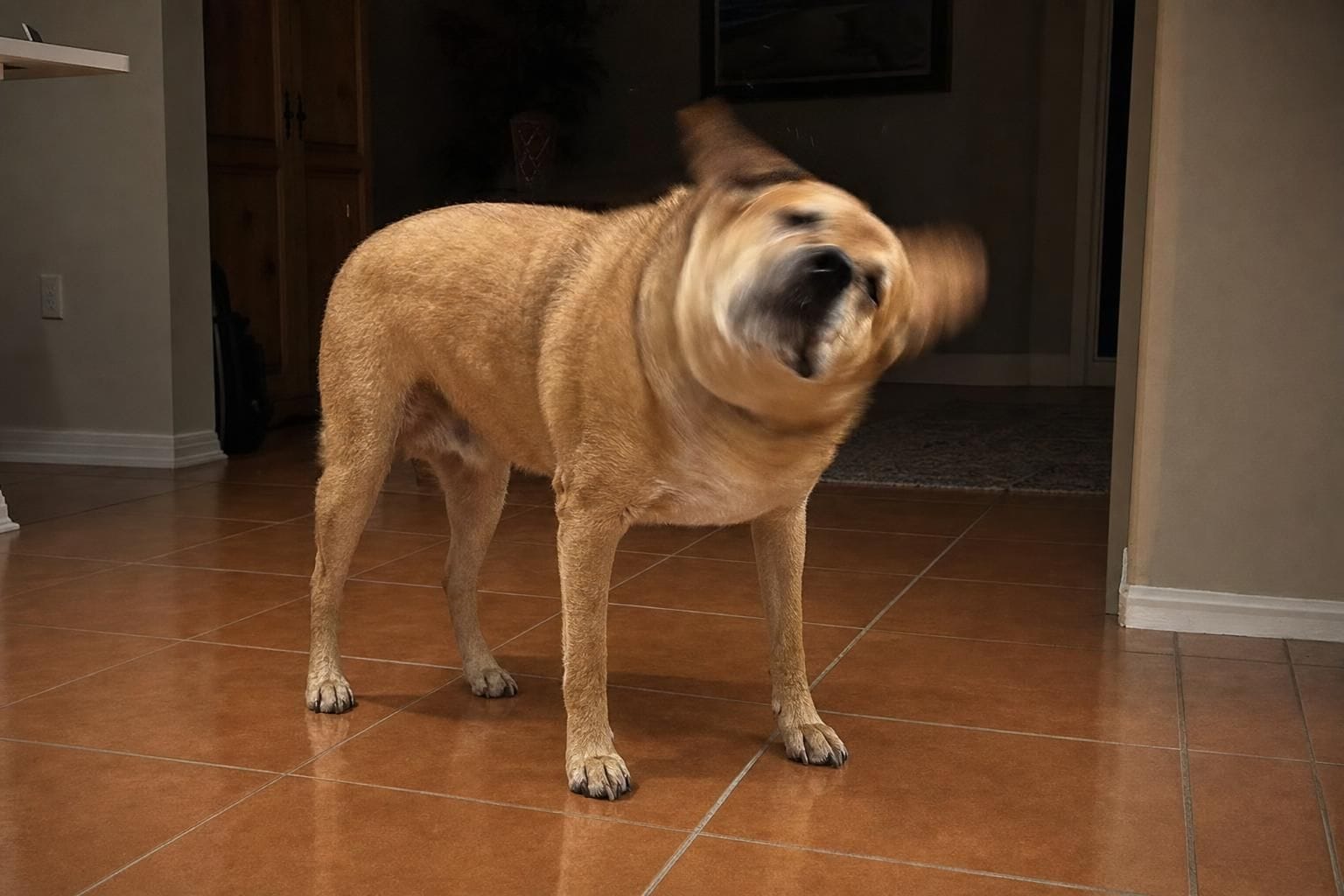 Dog mid-shake on a tile floor in a South Florida home at night, illustrating chronic nighttime itching