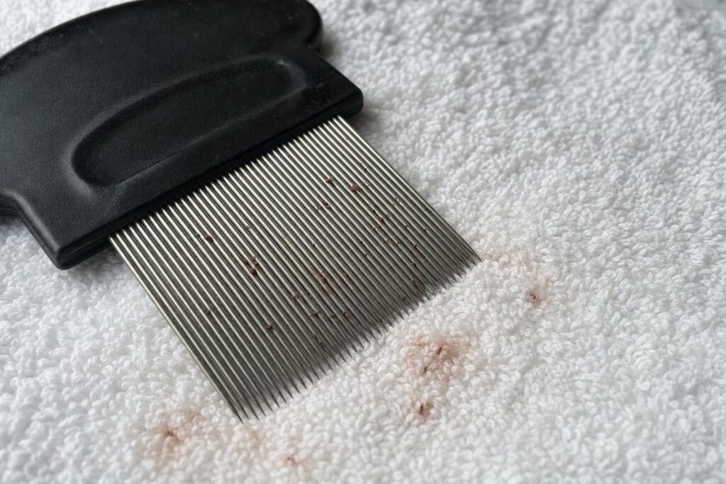 Flea comb with dark specks on a damp white towel, showing the at-home flea dirt test