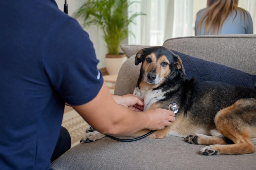 Mobile veterinarian gently examining a relaxed dog on a couch in a Wellington, FL home